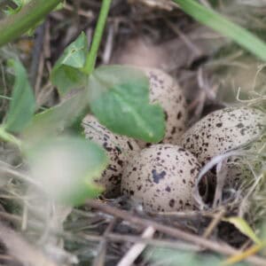 Objectives – The Building Blocks of Your Dream Life