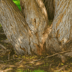 What Are Life Roles? How to Define, Balance, and Journal the Roles You Play in Life