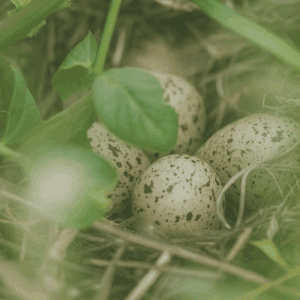 The Four Plugins That Transform Obsidian into the Ultimate Journaling System