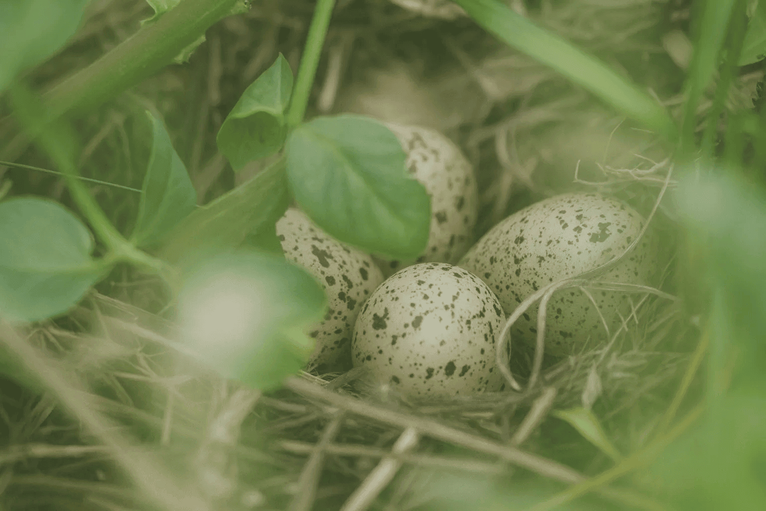 The Four Plugins That Transform Obsidian into the Ultimate Journaling System