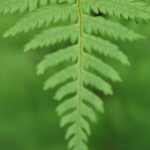 Guide Your Decisions with Your Vision