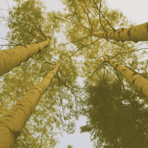 Five Questions to Understand Your Vision