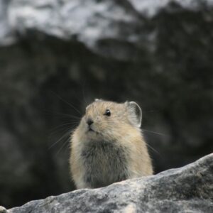 Your Bucket List as a Tool for Life Design