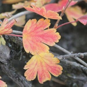 Capture Life Twice: Experiences and Reflections