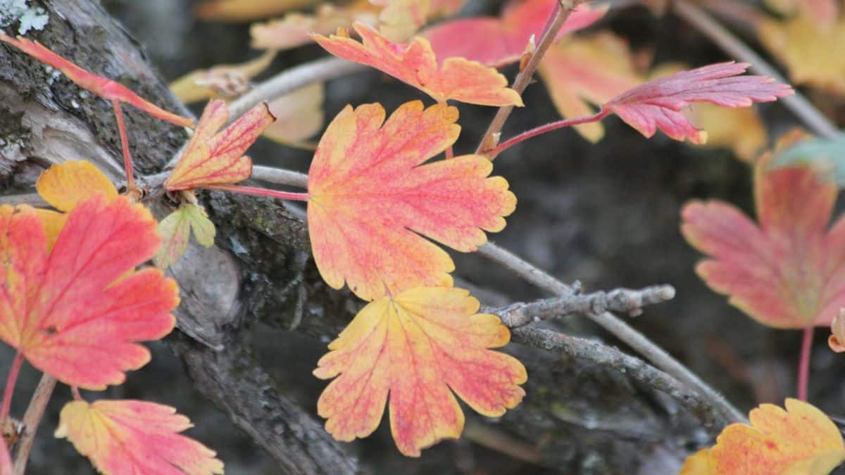 Capture Life Twice: Experiences and Reflections