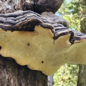 Design Your Life with a Personal Book of Knowledge