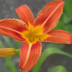 How to Journal for Happiness