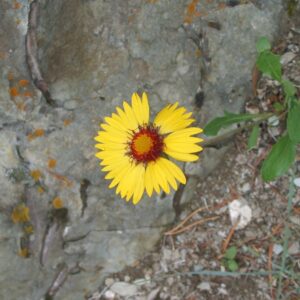 Discover, Analyze, Innovate, Communicate