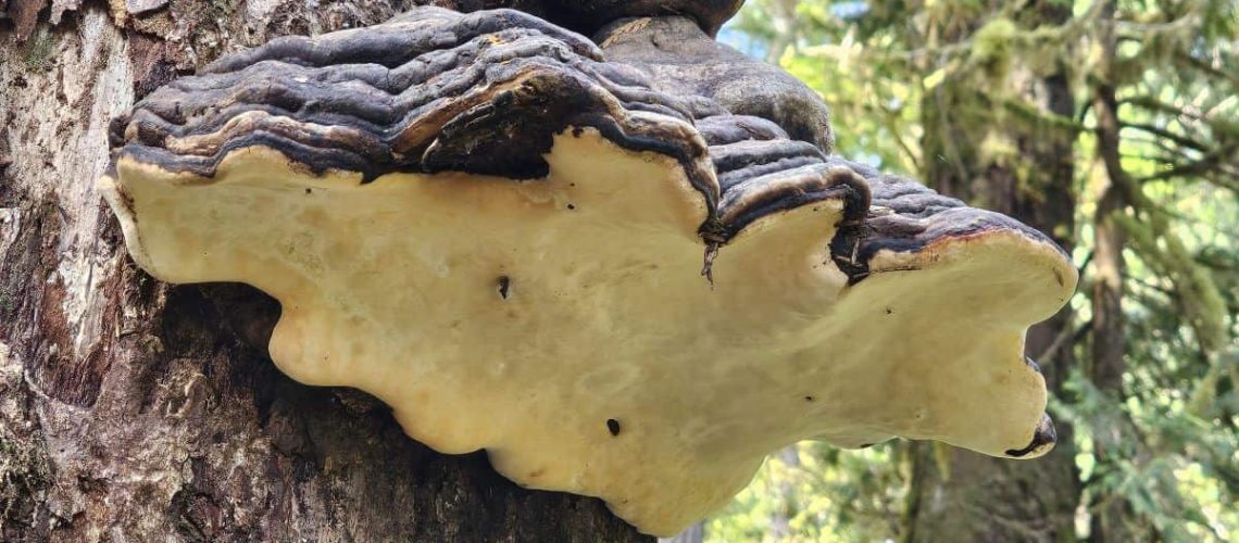 Life Design and PBOK